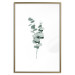 Wall Poster Eucalyptus Twigs - Minimalist Green Plant Leaves Isolated on White 146146 additionalThumb 22