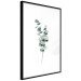 Wall Poster Eucalyptus Twigs - Minimalist Green Plant Leaves Isolated on White 146146 additionalThumb 7