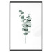 Wall Poster Eucalyptus Twigs - Minimalist Green Plant Leaves Isolated on White 146146 additionalThumb 27