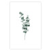 Wall Poster Eucalyptus Twigs - Minimalist Green Plant Leaves Isolated on White 146146 additionalThumb 24