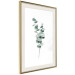 Wall Poster Eucalyptus Twigs - Minimalist Green Plant Leaves Isolated on White 146146 additionalThumb 10