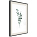 Wall Poster Eucalyptus Twigs - Minimalist Green Plant Leaves Isolated on White 146146 additionalThumb 9