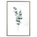 Wall Poster Eucalyptus Twigs - Minimalist Green Plant Leaves Isolated on White 146146 additionalThumb 21