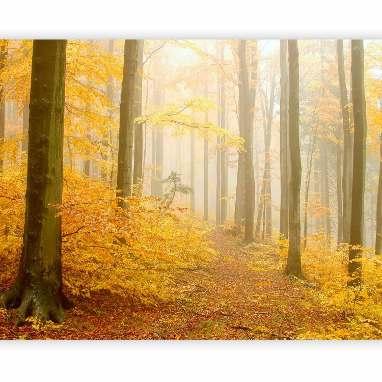Wall Mural Forest - autumn 59846 additionalImage 5