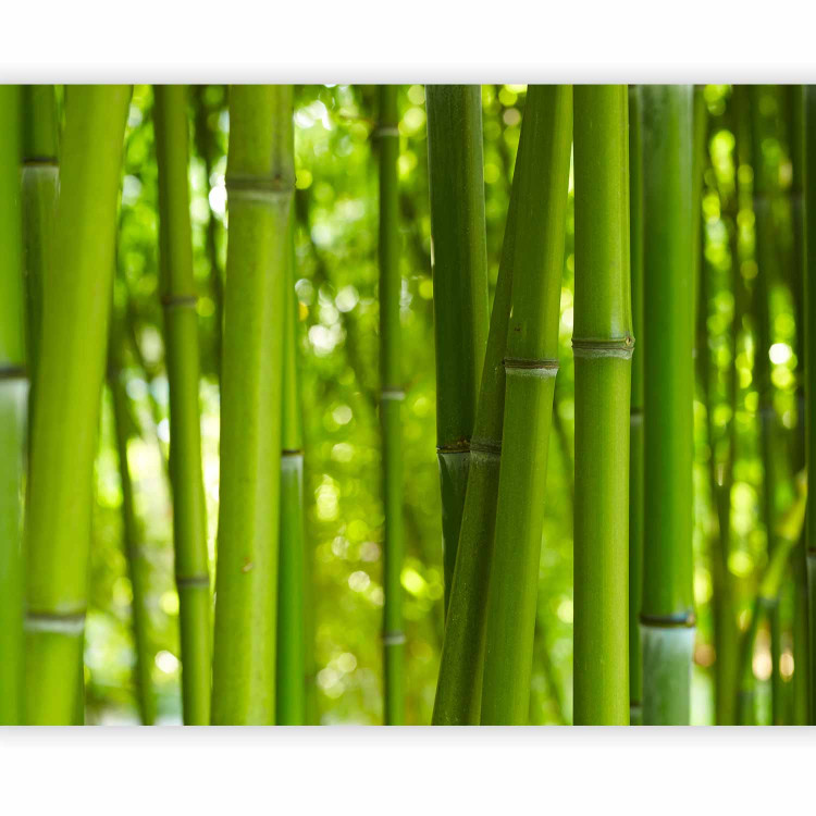 Photo Wallpaper Orient - Asian Plant Motif with Bamboo in a Sunny Perspective 61446 additionalImage 1