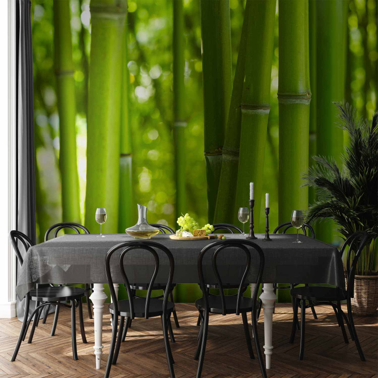 Photo Wallpaper Orient - Asian Plant Motif with Bamboo in a Sunny Perspective 61446 additionalImage 4