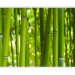 Photo Wallpaper Orient - Asian Plant Motif with Bamboo in a Sunny Perspective 61446 additionalThumb 1