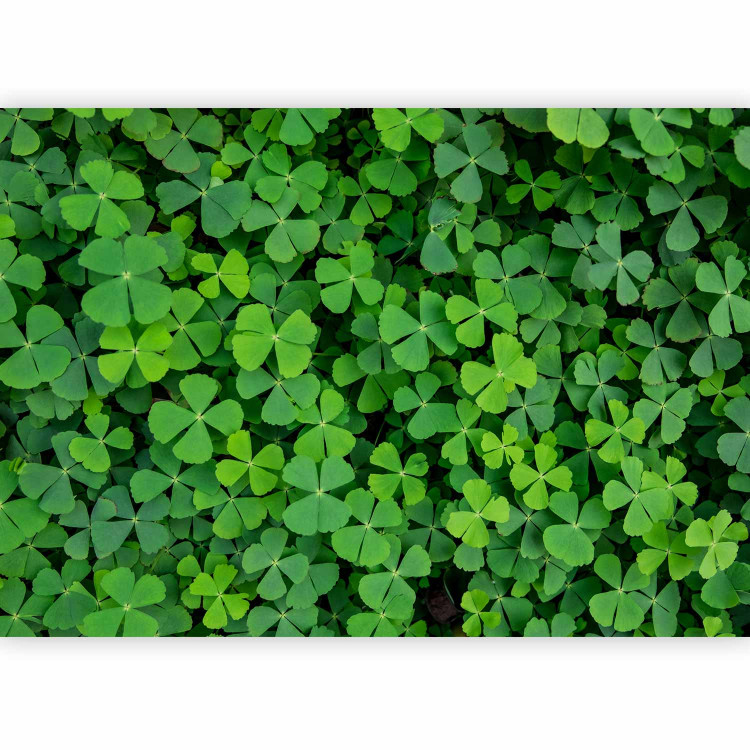 Photo Wallpaper Nature - plant motif with shamrocks for luck 91846 additionalImage 1