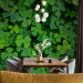 Photo Wallpaper Nature - plant motif with shamrocks for luck 91846 additionalThumb 4