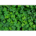 Photo Wallpaper Nature - plant motif with shamrocks for luck 91846 additionalThumb 1
