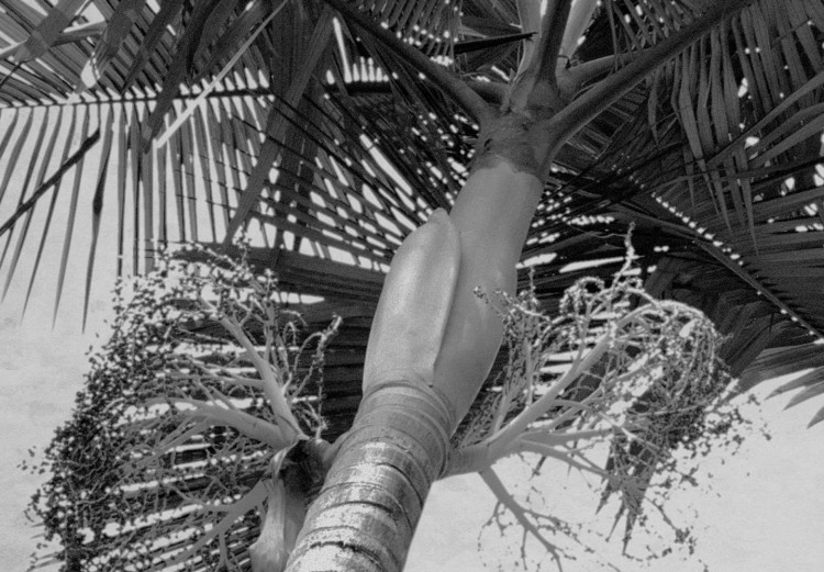 Canvas Print Under a palm tree - black and white photograph of a palm on the sky 116456 additionalImage 4