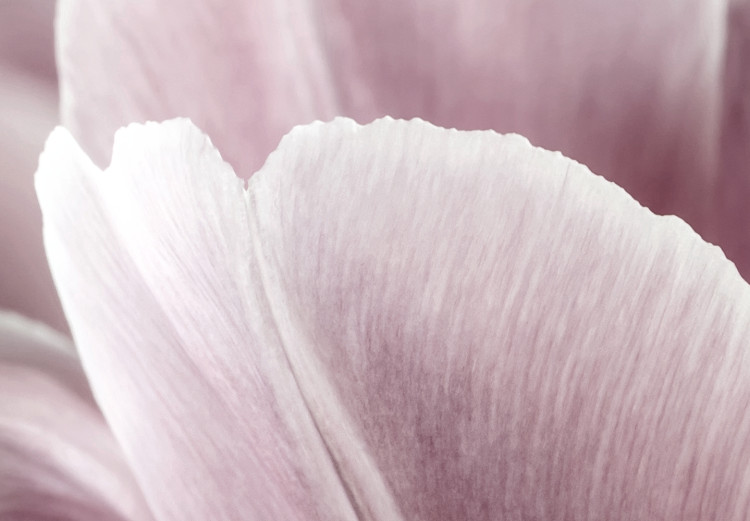 Canvas Art Print Tulip Nature (1-part) - Pink Flower in Springtime 117156 additionalImage 5