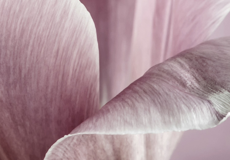Canvas Art Print Tulip Nature (1-part) - Pink Flower in Springtime 117156 additionalImage 4