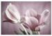 Canvas Art Print Tulip Nature (1-part) - Pink Flower in Springtime 117156