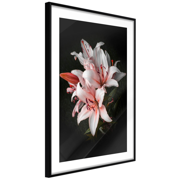 Poster Lilies - composition with beautiful light pink flowers on a deep black background 117256 additionalImage 11