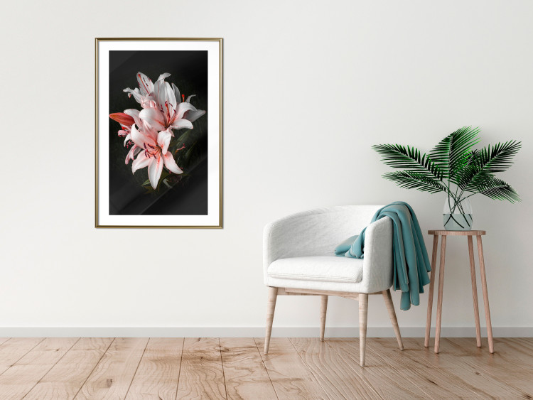 Poster Lilies - composition with beautiful light pink flowers on a deep black background 117256 additionalImage 13