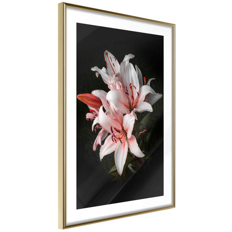 Poster Lilies - composition with beautiful light pink flowers on a deep black background 117256 additionalImage 8