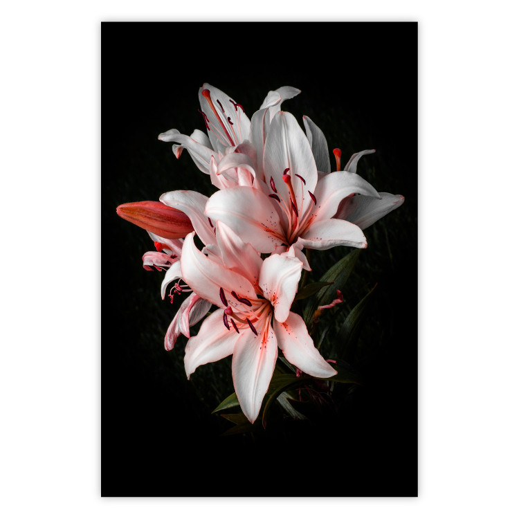 Poster Lilies - composition with beautiful light pink flowers on a deep black background 117256