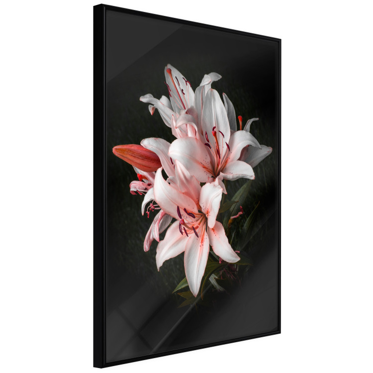 Poster Lilies - composition with beautiful light pink flowers on a deep black background 117256 additionalImage 10