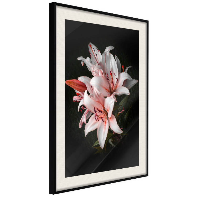 Poster Lilies - composition with beautiful light pink flowers on a deep black background 117256 additionalImage 3
