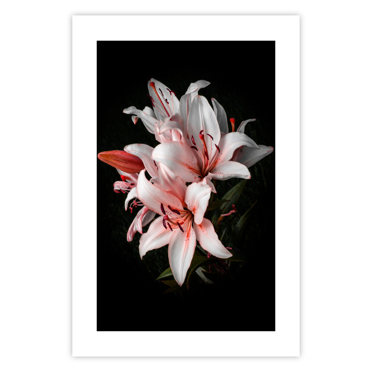 Poster Lilies - composition with beautiful light pink flowers on a deep black background 117256 additionalImage 25