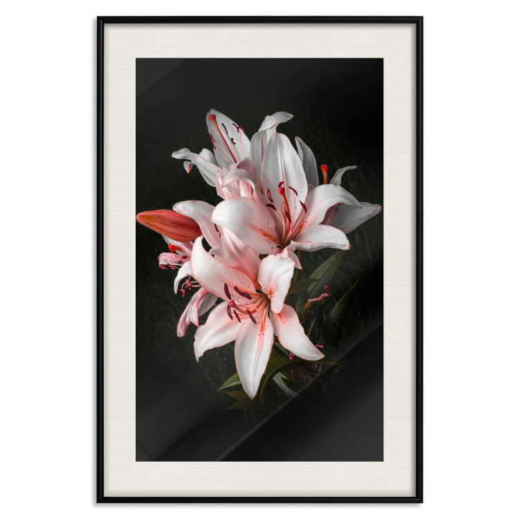 Poster Lilies - composition with beautiful light pink flowers on a deep black background 117256 additionalImage 18