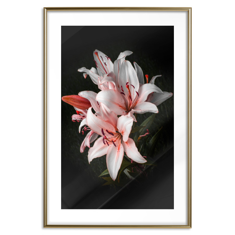 Poster Lilies - composition with beautiful light pink flowers on a deep black background 117256 additionalImage 14