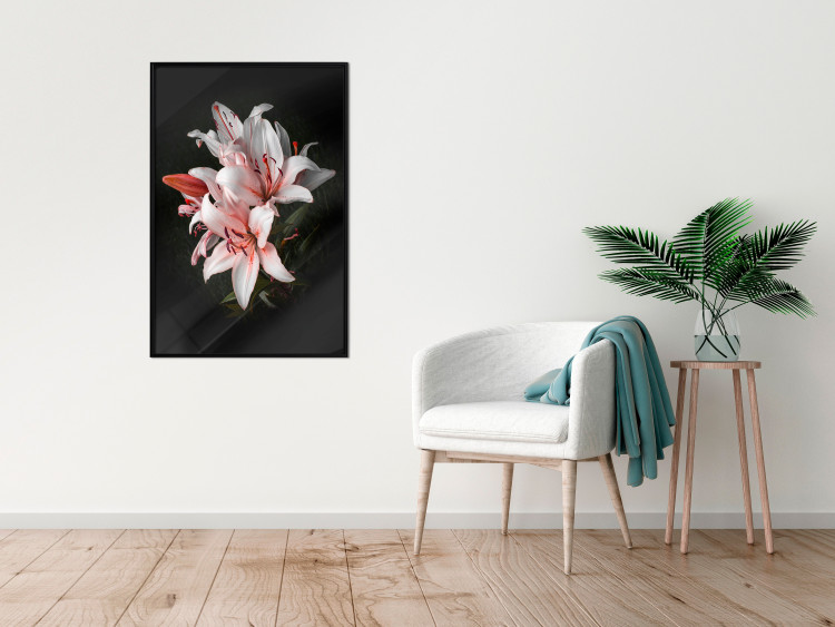 Poster Lilies - composition with beautiful light pink flowers on a deep black background 117256 additionalImage 5