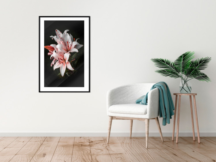 Poster Lilies - composition with beautiful light pink flowers on a deep black background 117256 additionalImage 4