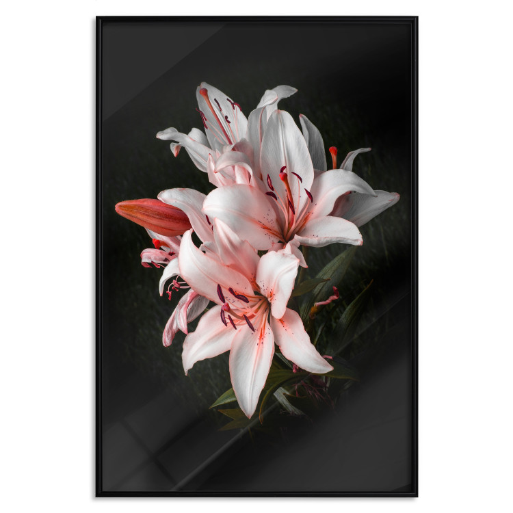 Poster Lilies - composition with beautiful light pink flowers on a deep black background 117256 additionalImage 18