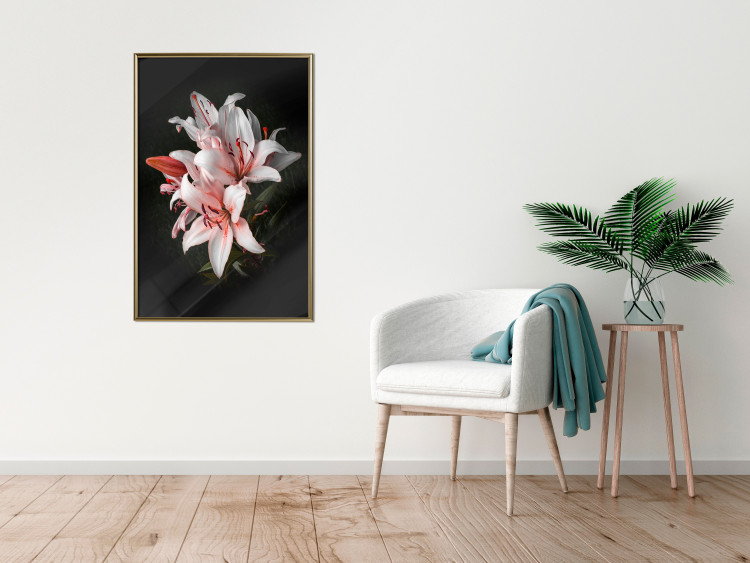 Poster Lilies - composition with beautiful light pink flowers on a deep black background 117256 additionalImage 7