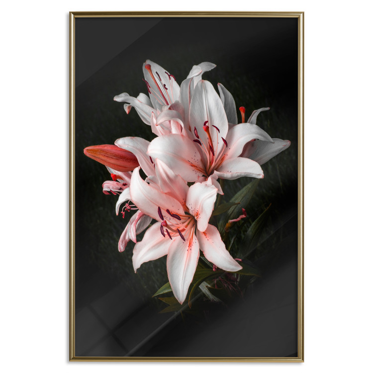 Poster Lilies - composition with beautiful light pink flowers on a deep black background 117256 additionalImage 20