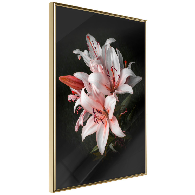 Poster Lilies - composition with beautiful light pink flowers on a deep black background 117256 additionalImage 12