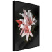 Poster Lilies - composition with beautiful light pink flowers on a deep black background 117256 additionalThumb 10