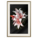 Poster Lilies - composition with beautiful light pink flowers on a deep black background 117256 additionalThumb 19