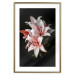 Poster Lilies - composition with beautiful light pink flowers on a deep black background 117256 additionalThumb 16
