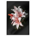 Poster Lilies - composition with beautiful light pink flowers on a deep black background 117256 additionalThumb 24