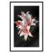 Poster Lilies - composition with beautiful light pink flowers on a deep black background 117256 additionalThumb 17