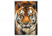 Paint by number Asian Tiger 127156 additionalThumb 6