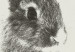 Poster Fluffy Bunny - gray rabbit sketch on a solid background 130756 additionalThumb 12