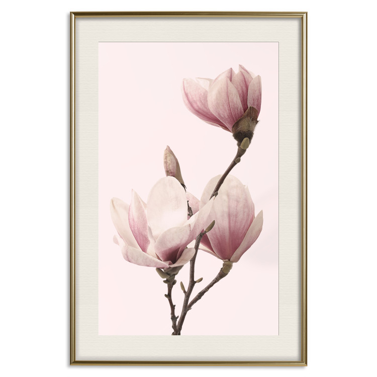 Poster Seasonal Flowers - light pink magnolias on a pastel background 117166 additionalImage 19