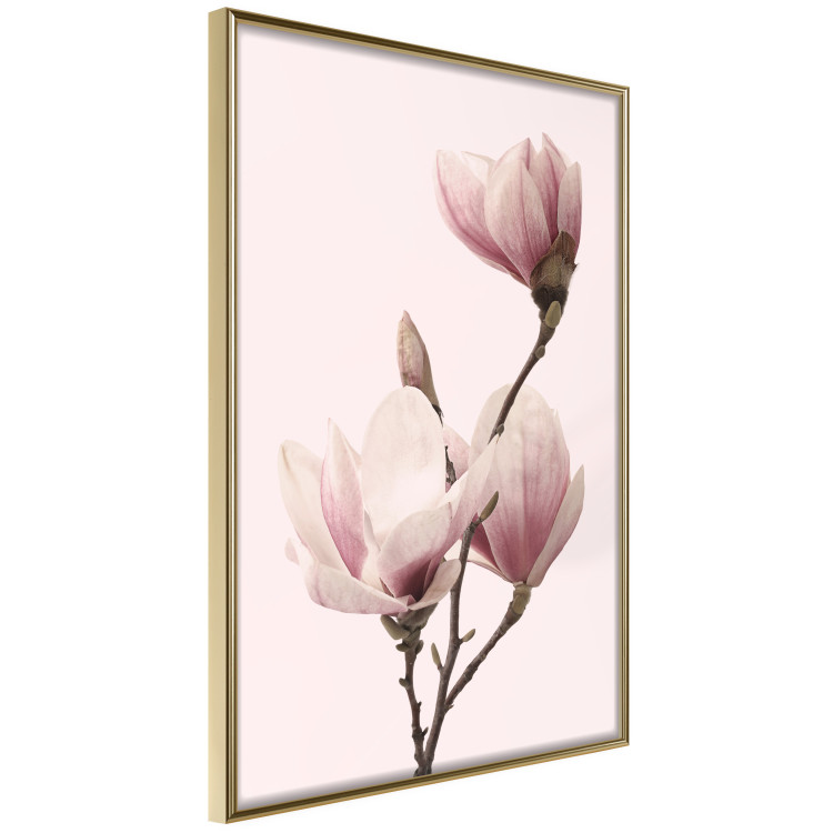 Poster Seasonal Flowers - light pink magnolias on a pastel background 117166 additionalImage 11