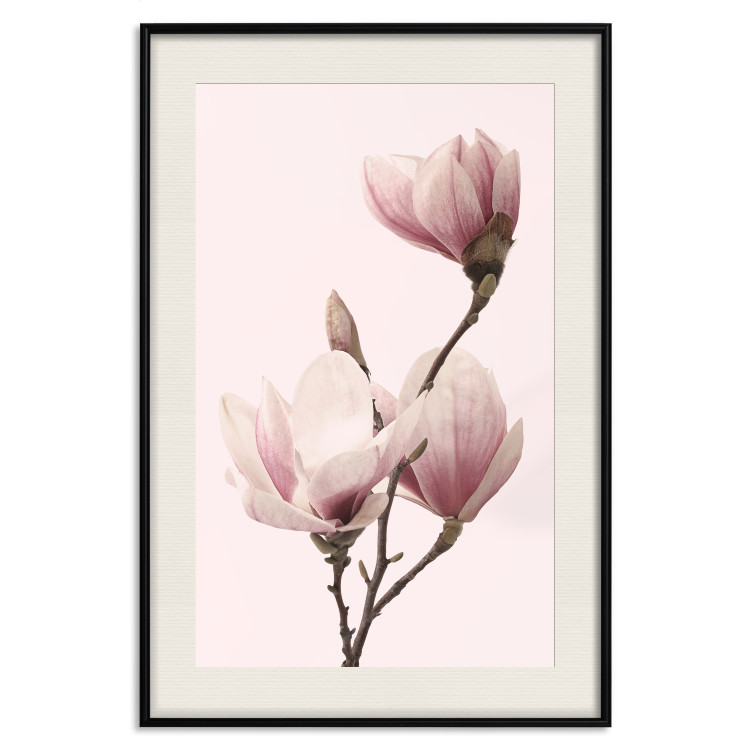 Poster Seasonal Flowers - light pink magnolias on a pastel background 117166 additionalImage 18