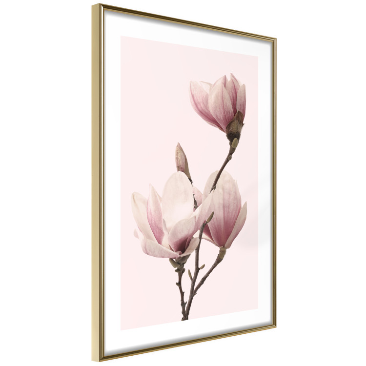 Poster Seasonal Flowers - light pink magnolias on a pastel background 117166 additionalImage 10