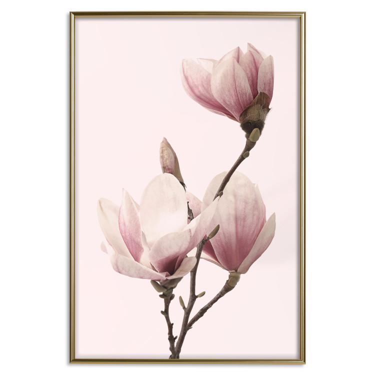 Poster Seasonal Flowers - light pink magnolias on a pastel background 117166 additionalImage 16