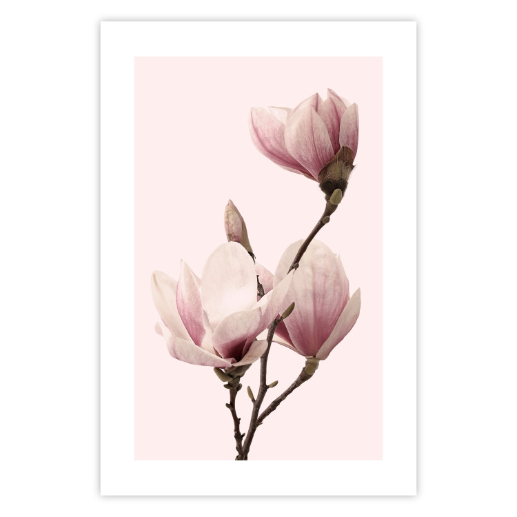 Poster Seasonal Flowers - light pink magnolias on a pastel background 117166 additionalImage 25