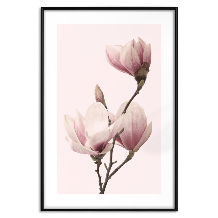 Poster Seasonal Flowers - light pink magnolias on a pastel background 117166 additionalImage 17