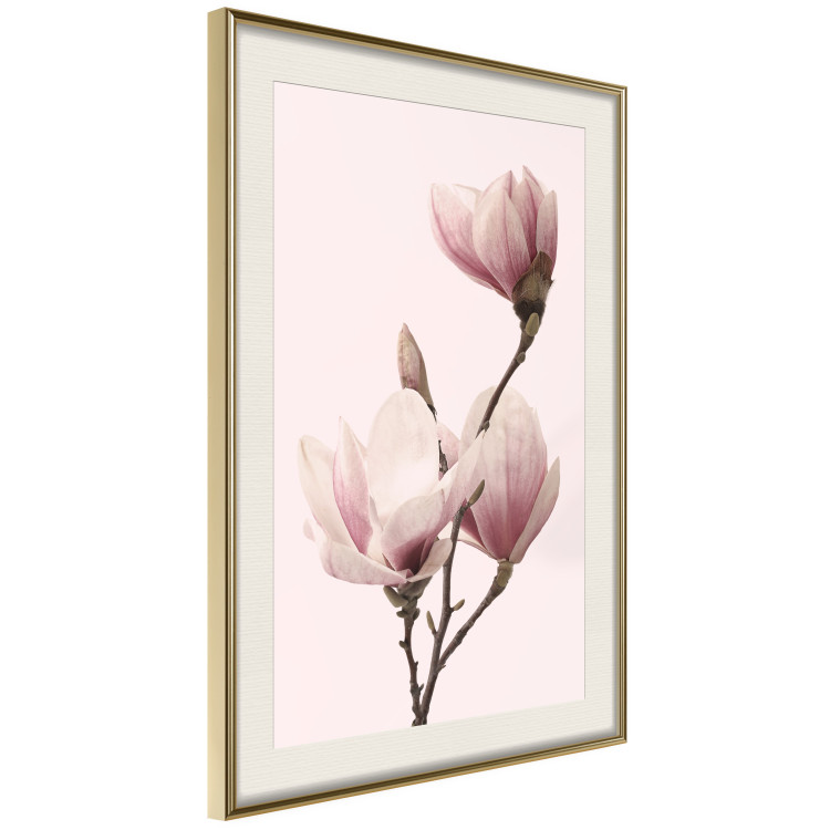 Poster Seasonal Flowers - light pink magnolias on a pastel background 117166 additionalImage 5