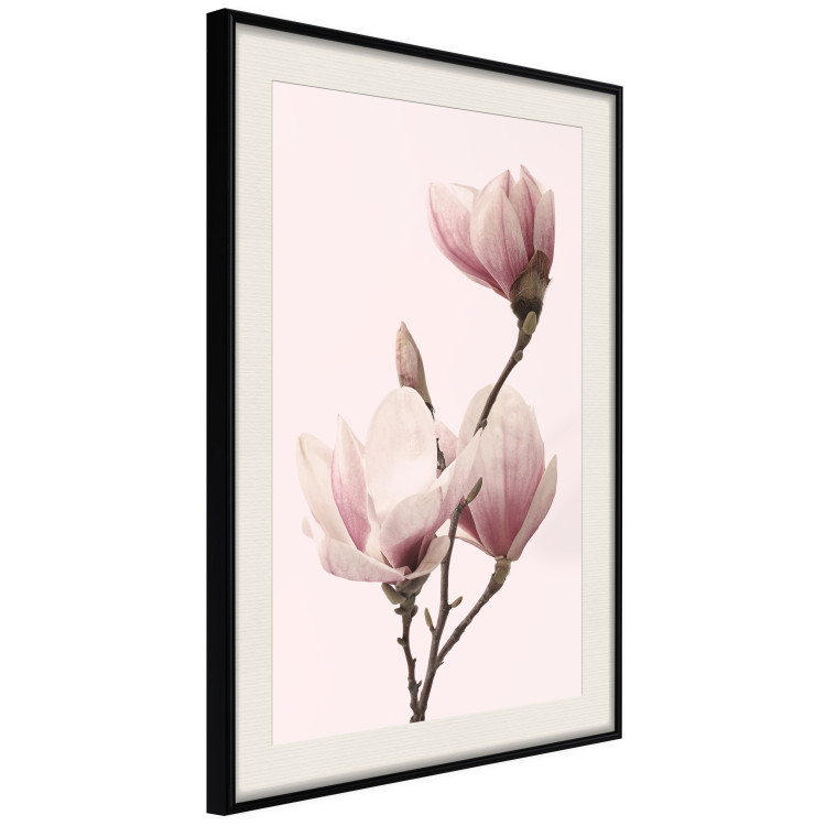 Poster Seasonal Flowers - light pink magnolias on a pastel background 117166 additionalImage 8