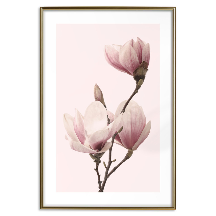 Poster Seasonal Flowers - light pink magnolias on a pastel background 117166 additionalImage 16